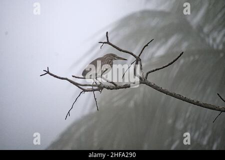 Chinesischer Teichreiher - Ardeola bacchus Stockfoto