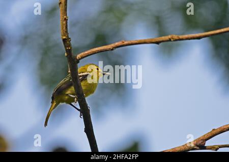 Die gemeinsame Iora - Aegithina tiphia Stockfoto