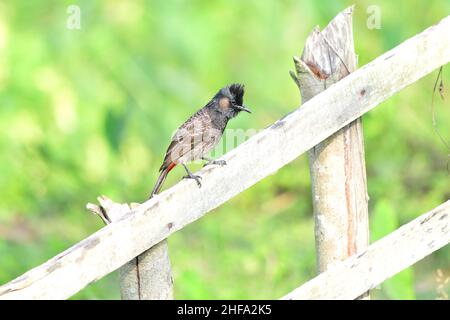 Rot belüftete Bulbul - Pycnonotus cafer Stockfoto