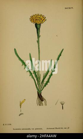 Scorzoneroides autumnalis ssp borealis. Stockfoto