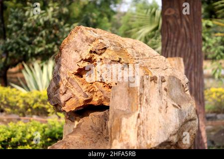 Fossiles Holz, Millionen Jahre alter Baum bilden Stein unter dem Boden mit Hitze und Druck, Prozess der Permineralisierung. Stockfoto