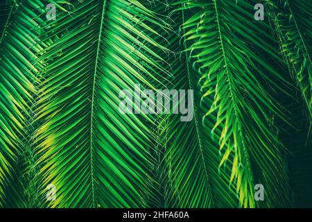 Natürliche Palmenblätter Hintergrund. Tropischer Hintergrund Des Grünen Blattes. Stockfoto