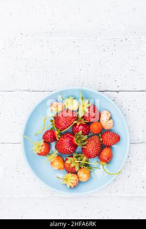 Wilde Erdbeeren mit ihren Blättern und Stielen auf weißem Hintergrund. Speicherplatz kopieren Stockfoto