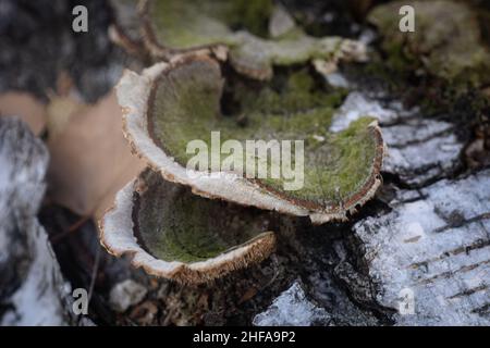 Nahaufnahme von dunkelgrünen Moosflechten auf Birkenstämmen, die Rinde zerstören. Natürliche Textur. Gehen Sie weit weg von der Stadt tief im wilden Wald und beobachten Sie die Natur Stockfoto