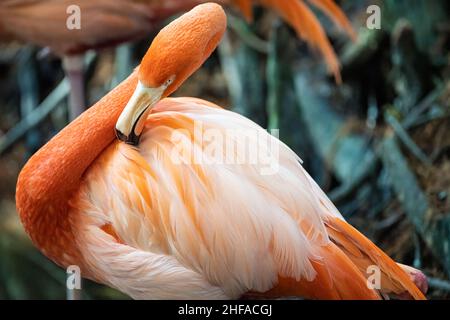 Wunderschöner karibischer Flamingo (Phoenicopterus ruber ruber) im Jacksonville Zoo und den Gärten in Jacksonville, Florida. (USA) Stockfoto