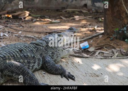 Nahaufnahme des Krokodils im Zoo Stockfoto