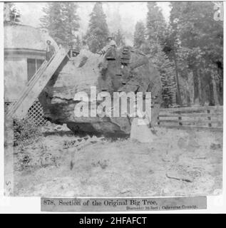 Abschnitt des ursprünglichen Big Tree, Durchmesser 30 Meter, Calaveras County Stockfoto