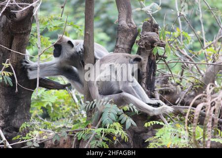 Im Waldbaum sitzender Makaken mit Löwenschwanz Stockfoto