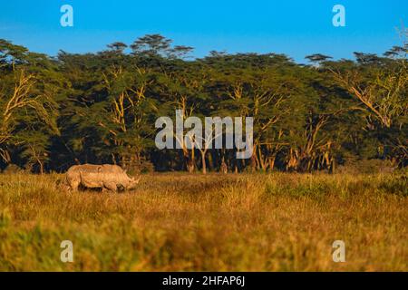 Weißer oder quadratischer Nashorn in einem typischen Lebensraum im Lake Nakuru National Park an einem klaren Morgen Stockfoto