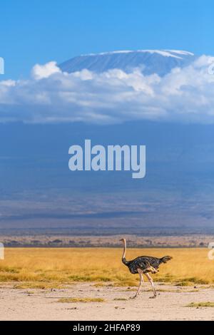 Straußenspaziergängen vor der Kulisse des Kilimanjaro im Amboseli National Park, Kenia Stockfoto