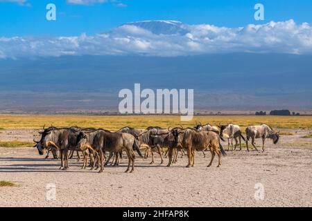 Wilde Herde vor der Kulisse des Mt. Kilimanjaro im Amboseli National Park, Kenia Stockfoto