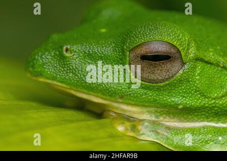 Nahaufnahme des gleitenden Frosches von malabar mit Details auf Gesicht und Auge Stockfoto