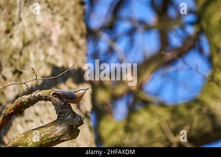 Der eurasische Nuthatch oder Holznuthatch, Sitta europae, ist ein kleiner Singvögel Kurzschwanzvögel mit einem langen Schnabel, blaugrauen Oberteilen und einem schwarzen Stockfoto