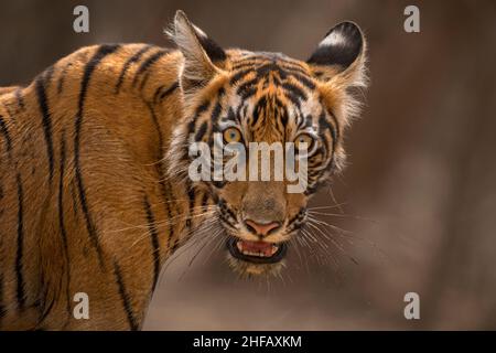 Ein Tigerkub vor klarem Hintergrund im Ranthambhore National Park Stockfoto