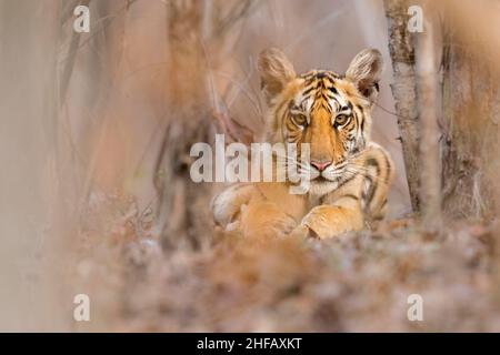 Ein Bild auf Augenhöhe von einem Tigerkub, das in einem Sal-Wald sitzt Stockfoto