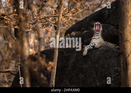 Ein Leopard gähnt, während er an einem Sommernachmittag auf einem Felsen im Pench National Park, Madhya Pradesh, Indien, sitzt Stockfoto