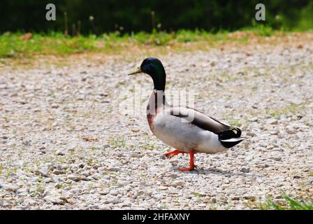 Ein farbenfroher Kanal, der in einem Park vorbeiging Stockfoto