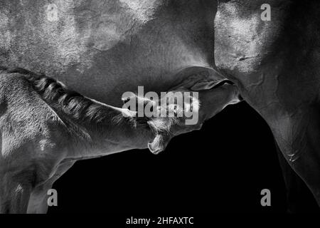 Stute suckling Pferd Fohlen isoliert auf schwarzem Hintergrund Stockfoto