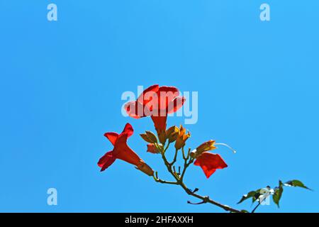 Blick auf campsis über den blauen Himmel im Sommer Stockfoto
