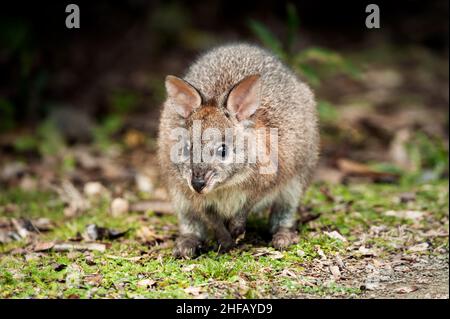 Rothalsige Pademelon, die sich auf einer Waldlichtung ernährt. Stockfoto