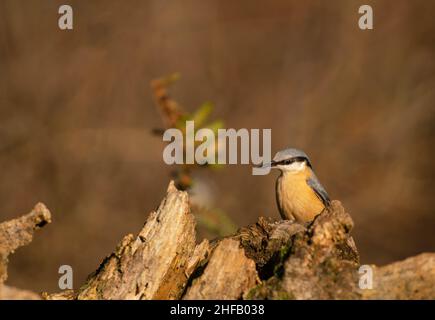 Eurasian Nuthatch, Sitta europaea,sucht nach Nahrung, Spätswinter in einem Sussex-Wald Stockfoto