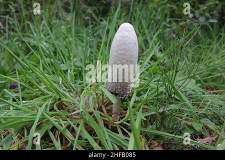 Coprinus comatus, zottelige Tintenkappe oder Anwaltsperücke, die im Cairngorms National Park in Schottland gefunden wurde. Stockfoto