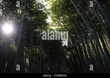 Herbstsonne bricht durch das Bambusdach im Sagano Bamboo Forest 嵯峨野竹林, Kyoto, Japan. Stockfoto