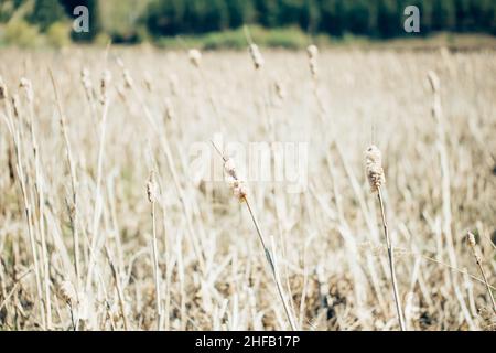 Schöner Sommer Herbst Hintergrund der Goldenen Ohren im Wind in der Nähe der Natur, grünen Wald und blauen Himmel. Kopierbereich für Text, Pastellfarben Stockfoto