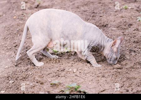 Schöne Katze Sphinx im Garten im Frühjahr Stockfoto