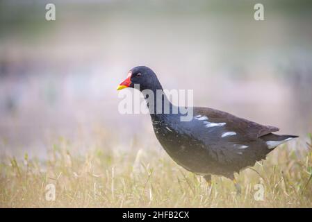 Das Bild zeigt einen Moorhen, der auf der Suche nach Nahrung ist, das Bild ist vom Boden aus aufgenommen worden, der Moorhen ist gerade aus dem Wasser gestiegen, bevor dieses Bild aufgenommen wurde Stockfoto
