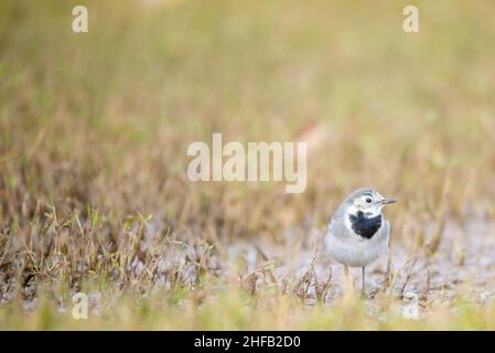 Weiße Bachstelze auf der Suche nach Nahrung, vom Boden aus fotografiert Stockfoto