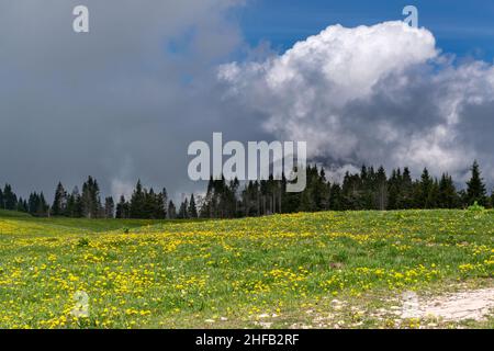 Panorama vom Monte Avena, blühende Wiese, Tannenwald und stürmischer Himmel, Pedavena, Belluno, Italien Stockfoto