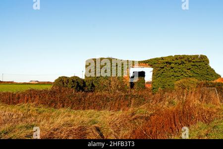 Blick auf eine zerstörte, mit Efeu bedeckte Scheune aus rotem Backstein an der Nordnorfolk-Küste bei Cart Gap, Happisburgh, Norfolk, England, Großbritannien. Stockfoto