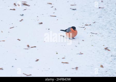 Eurasischer Bullfink, Pyrrhula pyrrhula, der gefallene Ahornsamen auf dem Eis in Estland, Nordeuropa isst. Stockfoto