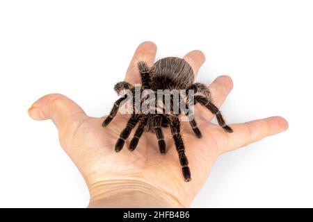 Draufsicht auf weibliche Erwachsene Lockenhaar Tarantula aka Tliltocatl albopilosus, stehend auf menschlicher Hand. Isoliert auf weißem Hintergrund. Stockfoto