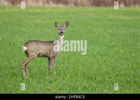 Ein junger Rothirsch, Capreolus capreolus, der während des Herbsttags in Europa auf einem frischen Getreidefeld steht. Stockfoto