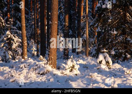 Wirklich schöner und verschneiter Nadelwald an einem Winterabend in Estland. Stockfoto