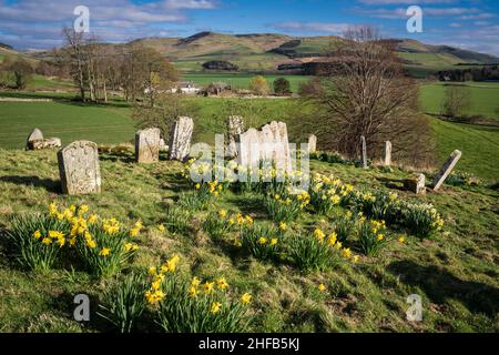 Linton Kirk, in der Nähe von Moreschlacht, Kelso, Scottish Borders. Friedhof mit Narzissen im Frühling, und Cheviot Hügel dahinter. Stockfoto