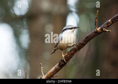 Mutiger eurasischer Nacktbarsch, Sitta europaea, hoch oben auf einem kleinen Ast in einem europäischen borealen Wald. Stockfoto