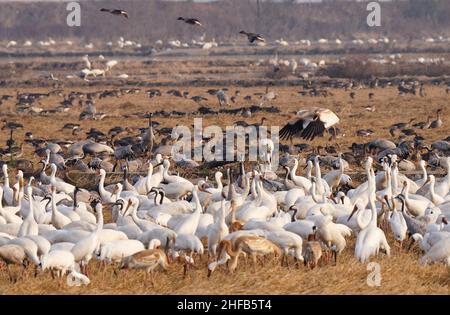 (220115) -- NANCHANG, 15. Januar 2022 (Xinhua) -- Zugvögel fressen auf einem Reisfeld im Bezirk Yugan, ostchinesische Provinz Jiangxi, 11. Januar 2022. Der Poyang Lake, der größte Süßwassersee des Landes, ist ein wichtiger Überwinterungsort für Zugvögel. Um die Futtervorräte für die Vögel zu erhöhen, hat die lokale Regierung des Kreises Yugan 2021 eine Ausgleichsregelung für Landwirte erlassen und Reis für Zugvögel reserviert. In Nanchang fünf Sterne Sibirische Kraniche Sanctuary am Poyang See, Kraniche wurden dort für Nahrung auf einem Lotusteich angezogen. Der Teich, initiiert und investiert in von bi Stockfoto