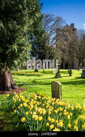 Narzissen am 1st. April im alten Kirchhof der ruinierten Kelso Abbey, Kelso, Scottish Borders. Stockfoto