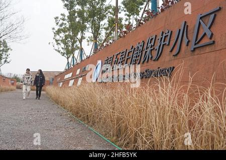 (220115) -- NANCHANG, 15. Januar 2022 (Xinhua) -- das Foto vom 12. Januar 2022 zeigt das fünf-Sterne-Sanktuarium der Sibirischen Kraniche von Nanchang am Poyang-See in Nanchang, der ostchinesischen Provinz Jiangxi. Der Poyang Lake, der größte Süßwassersee des Landes, ist ein wichtiger Überwinterungsort für Zugvögel. Um die Futtervorräte für die Vögel zu erhöhen, hat die lokale Regierung des Kreises Yugan 2021 eine Ausgleichsregelung für Landwirte erlassen und Reis für Zugvögel reserviert. In Nanchang fünf Sterne Sibirische Kraniche Sanctuary am Poyang See, Kraniche wurden dort für Nahrung auf einem Lotusteich angezogen. Stockfoto