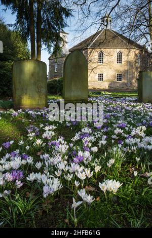 Krokusse im Sperrhof der Kelso Old Parish Churh blühen Mitte März, Scottish Borders Stockfoto