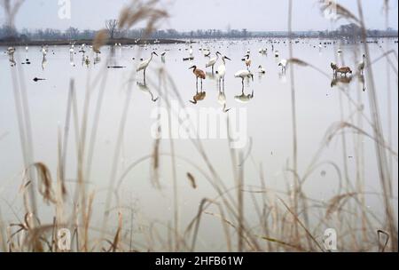 (220115) -- NANCHANG, 15. Januar 2022 (Xinhua) -- Zugvögel fressen am Nanchang fünf Sterne Sibirische Kraniche Heiligtum am Poyang See in Nanchang, Ostchina Jiangxi Provinz, 12. Januar 2022. Der Poyang Lake, der größte Süßwassersee des Landes, ist ein wichtiger Überwinterungsort für Zugvögel. Um die Futtervorräte für die Vögel zu erhöhen, hat die lokale Regierung des Kreises Yugan 2021 eine Ausgleichsregelung für Landwirte erlassen und Reis für Zugvögel reserviert. In Nanchang fünf Sterne Sibirische Kraniche Sanctuary am Poyang See, Kraniche wurden dort für Nahrung auf einem Lotus angezogen Stockfoto