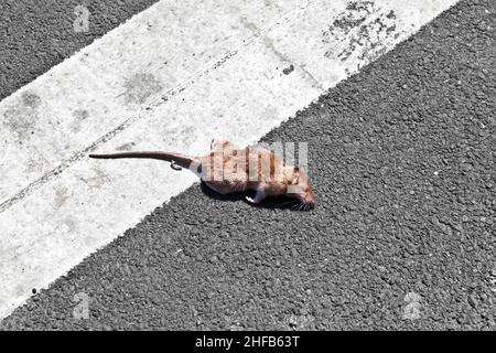 Tote Ratte auf der Straße Stockfoto