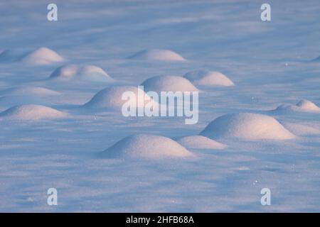 Gruppe von Mücken bedeckt mit dickem Schnee an einem kalten winterlichen Tag in Nordeuropa. Stockfoto