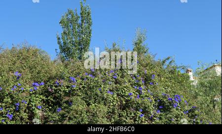 Blaue Bindweed-Blüten wachsen auf Hecken im ländlichen Andalusien gegen blauen Himmel Stockfoto