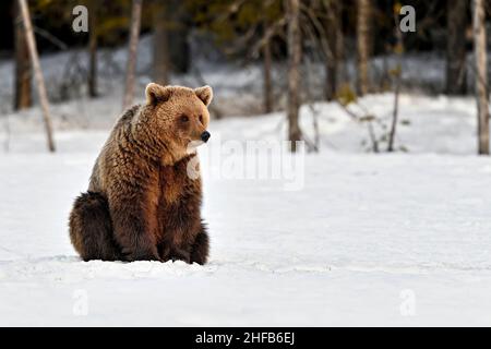 Einsamer Bär sitzt auf dem Schnee und sieht ein Etwas melancholisch Stockfoto