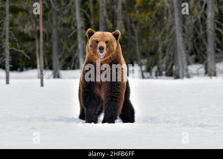 Big Brown Bär bekommt bessere Sicht über die Umgebung, indem sie aufstehen und riechen die Luft. Stockfoto