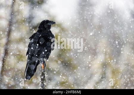 Gewöhnlicher Rabe bei starkem Schneefall Stockfoto